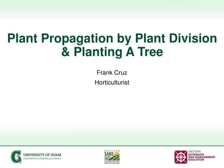 plant propagation by plant division planting