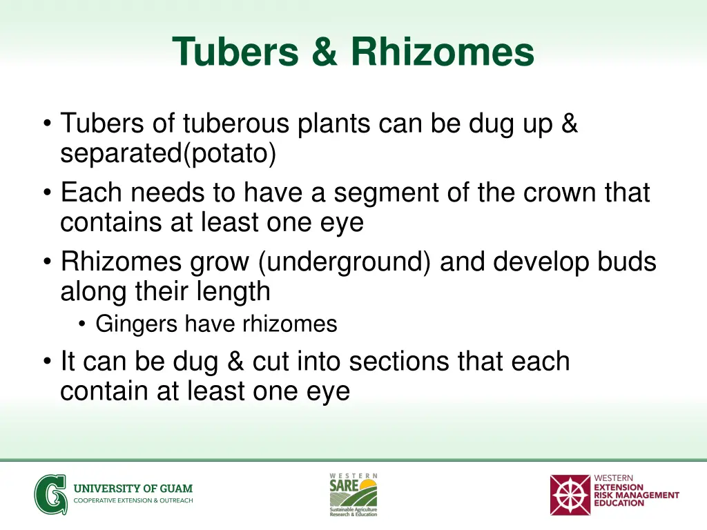 tubers rhizomes