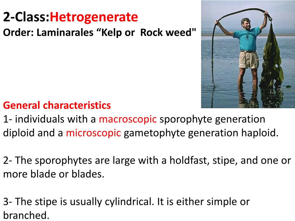 2 class hetrogenerate order laminarales kelp