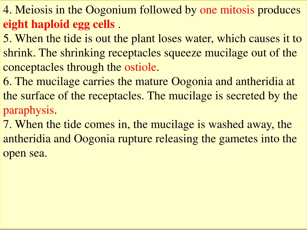 4 meiosis in the oogonium followed by one mitosis