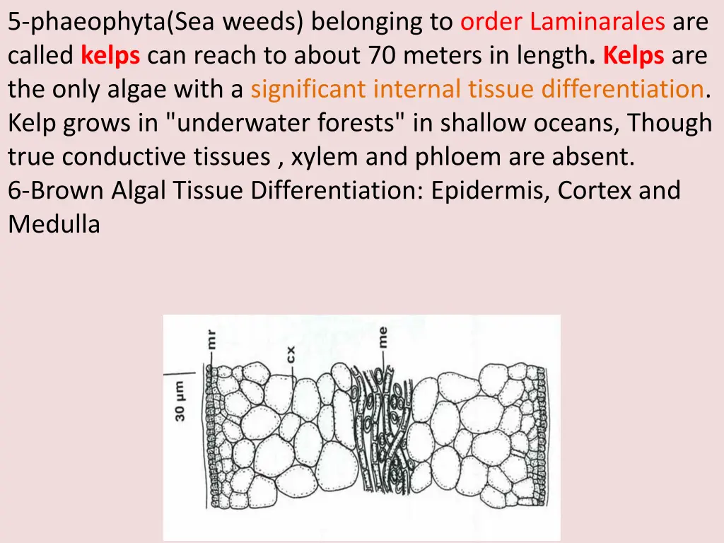 5 phaeophyta sea weeds belonging to order