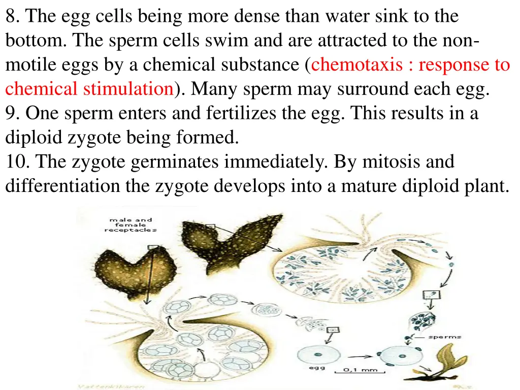 8 the egg cells being more dense than water sink