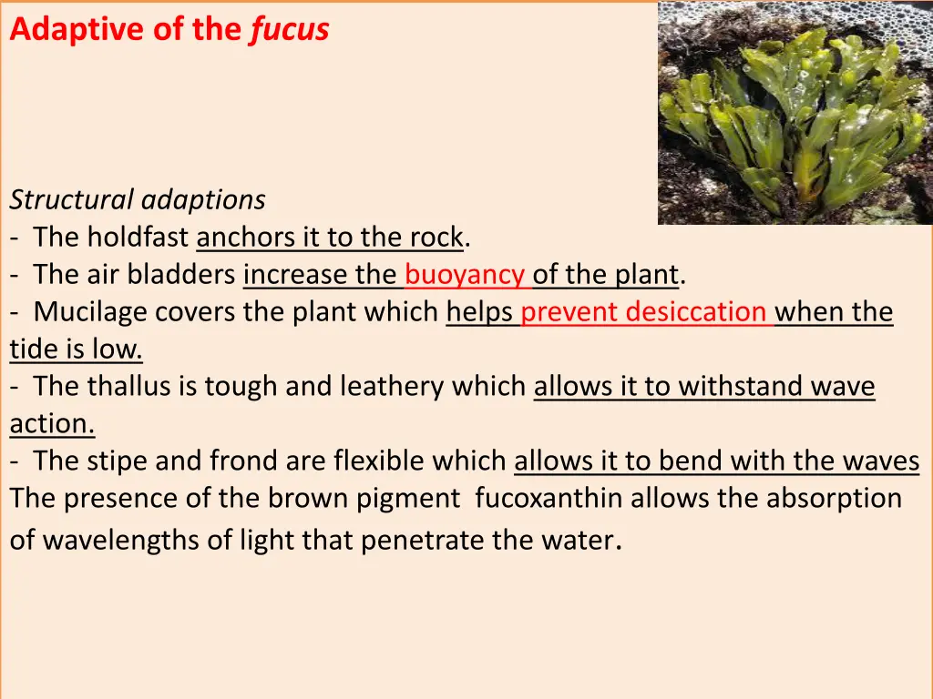 adaptive of the fucus