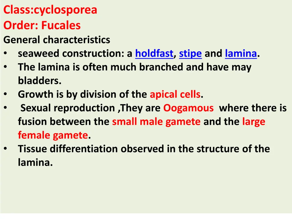 class cyclosporea order fucales general