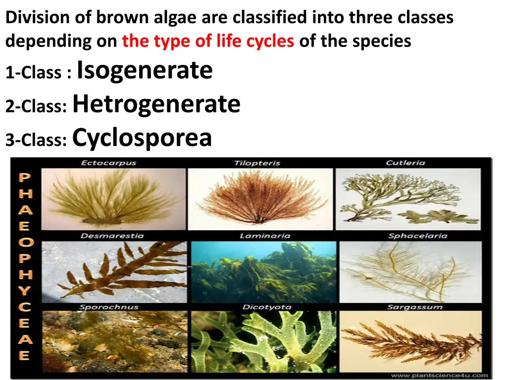 division of brown algae are classified into three