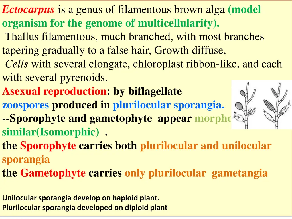 ectocarpus is a genus of filamentous brown alga