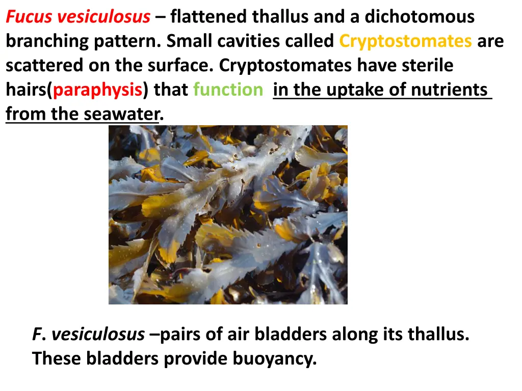 fucus vesiculosus flattened thallus