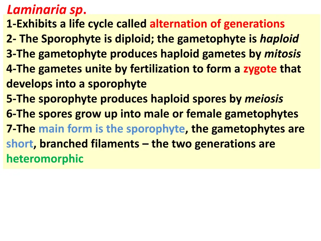 laminaria sp