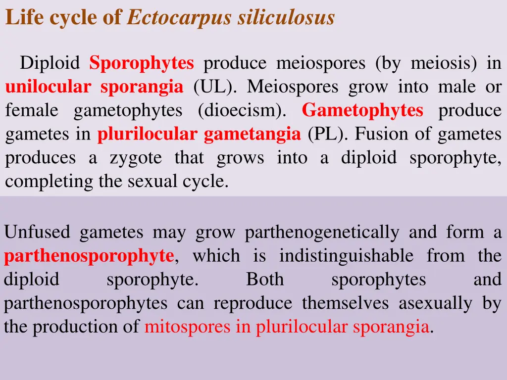 life cycle of ectocarpus siliculosus