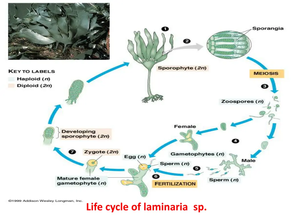 life cycle of laminaria sp