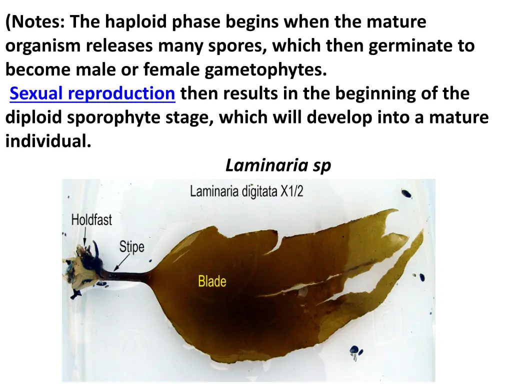 notes the haploid phase begins when the mature