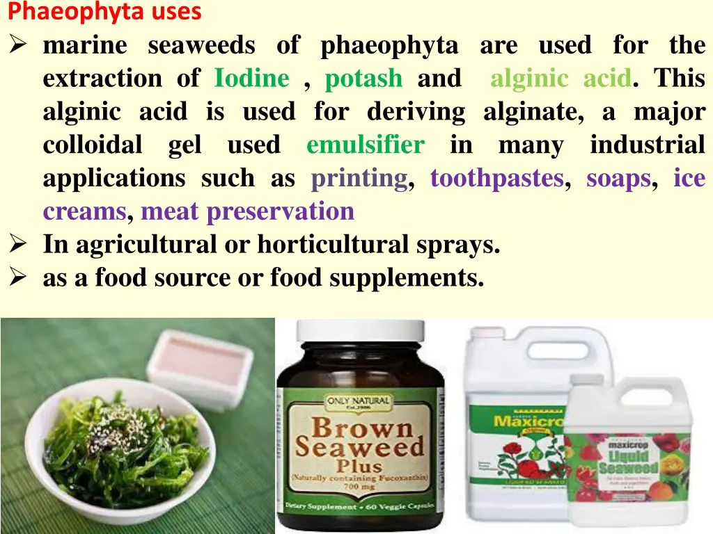 phaeophyta uses marine seaweeds of phaeophyta