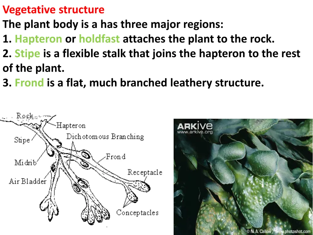 vegetative structure the plant body