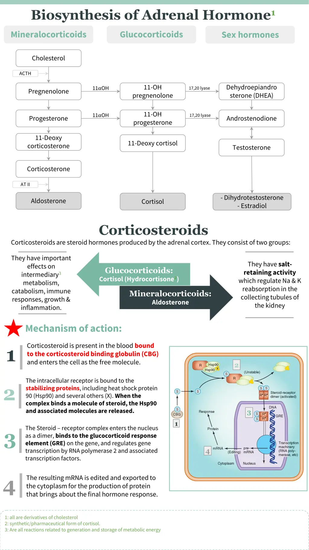 biosynthesis of adrenal hormone 1