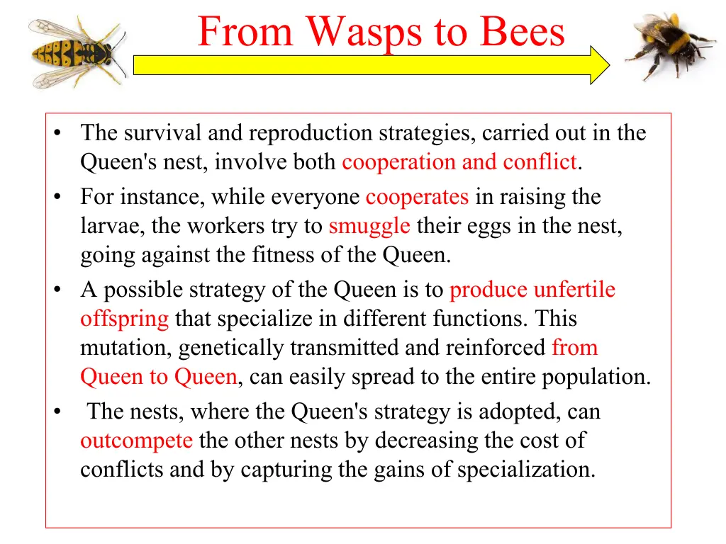 from wasps to bees