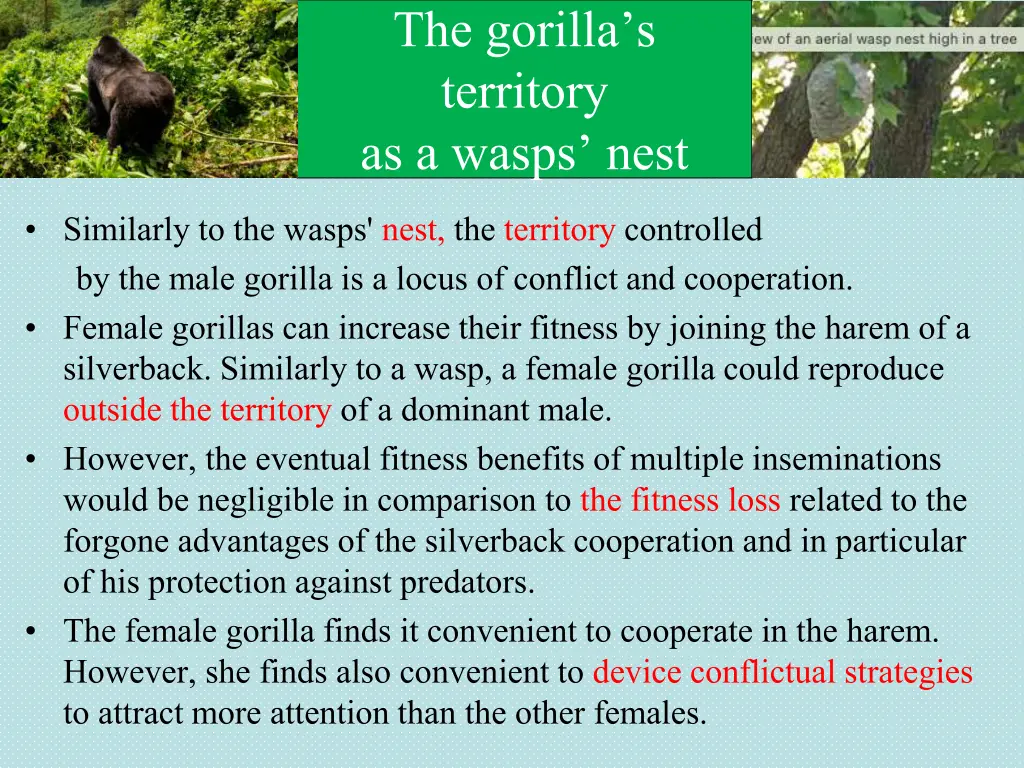 the gorilla s territory as a wasps nest