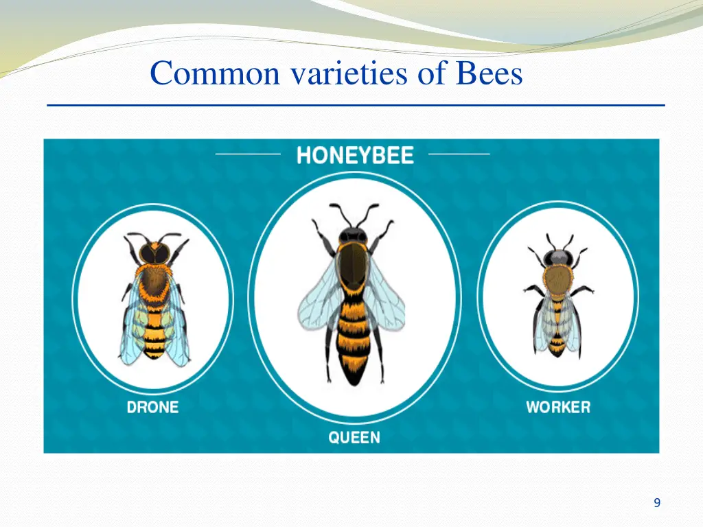 common varieties of bees 1