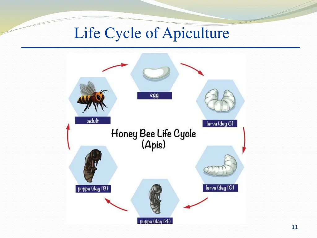 life cycle of apiculture