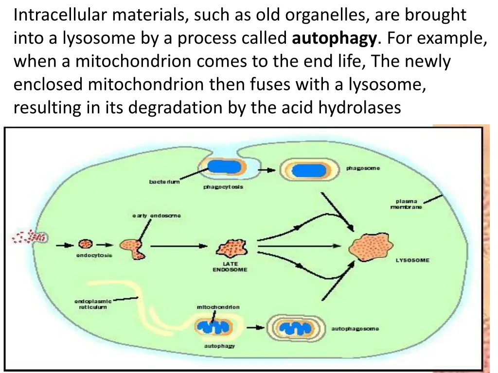 intracellular materials such as old organelles