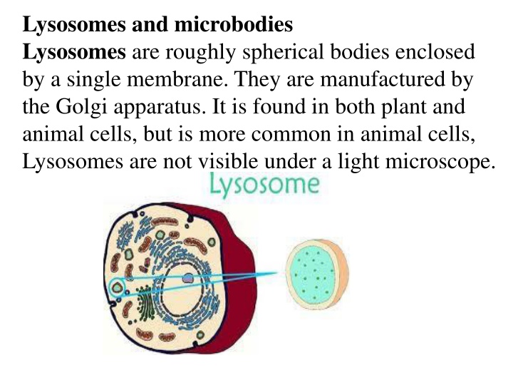 lysosomes and microbodies lysosomes are roughly