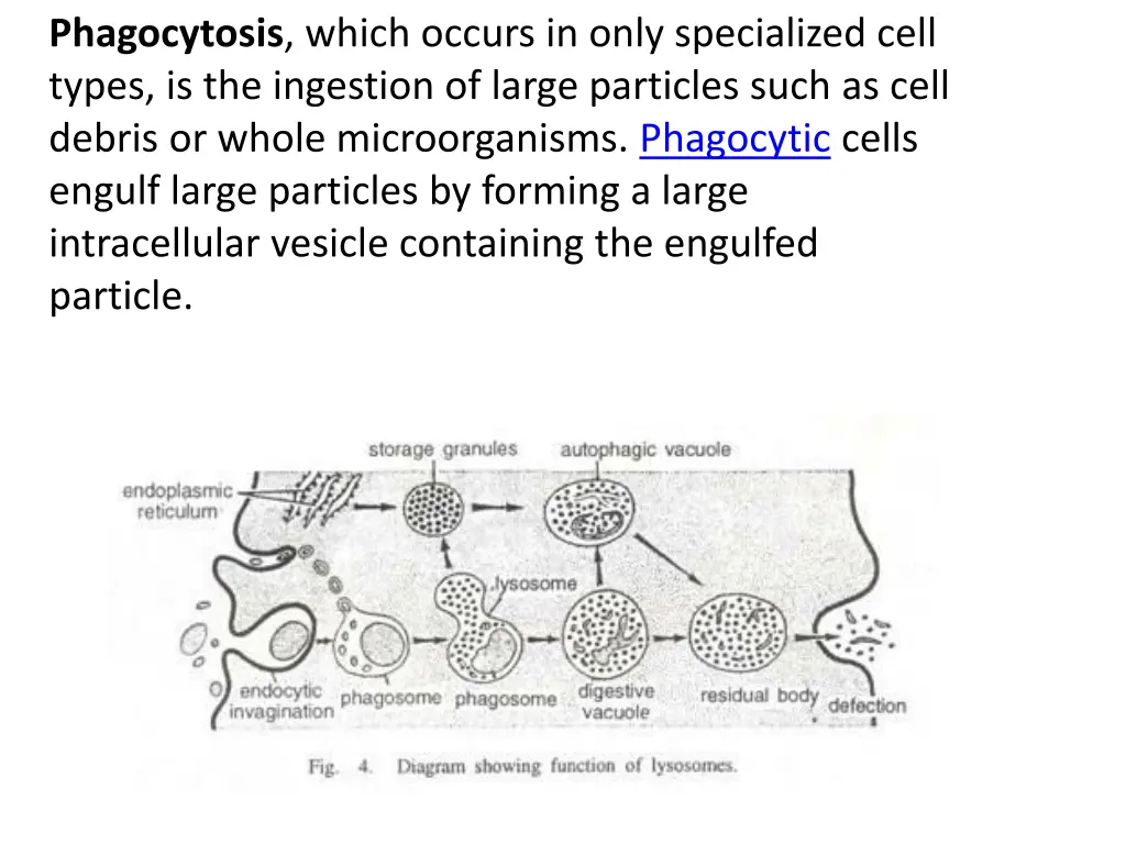 phagocytosis which occurs in only specialized