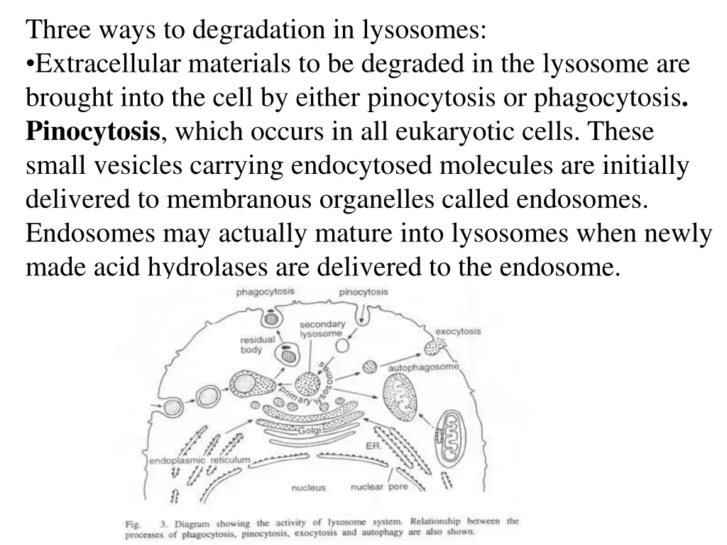 three ways to degradation in lysosomes