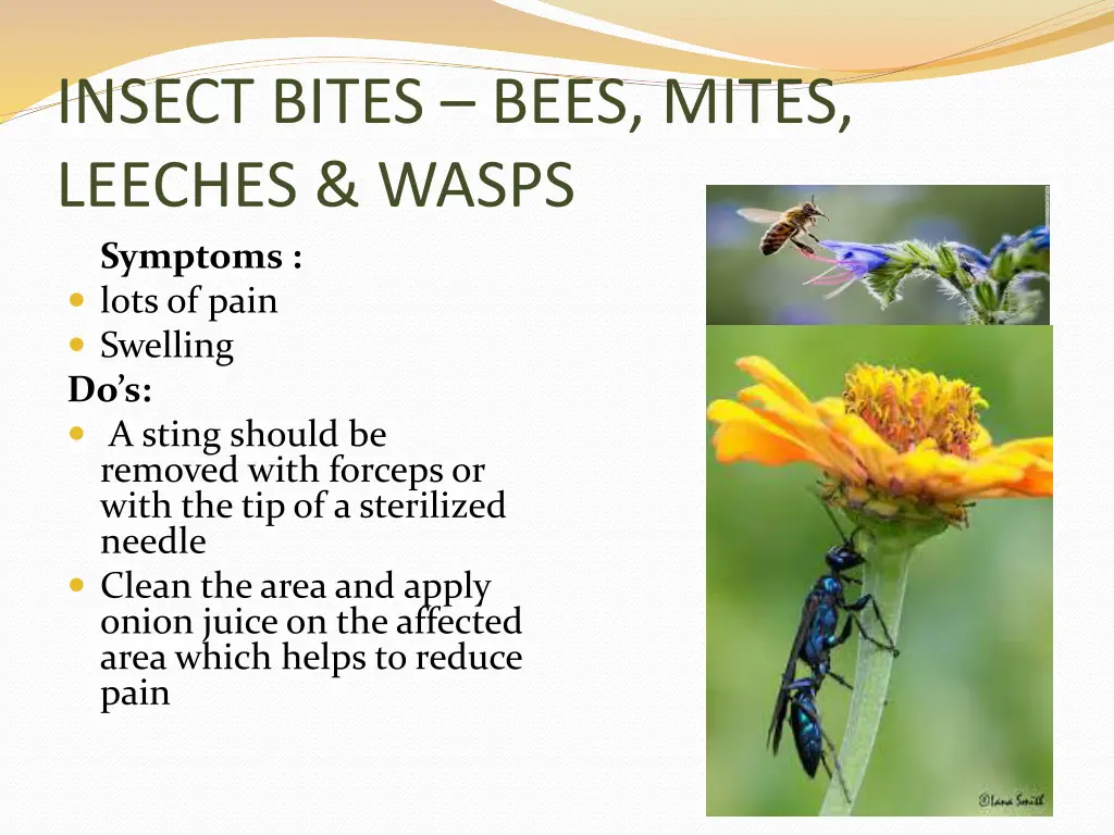 insect bites bees mites leeches wasps symptoms