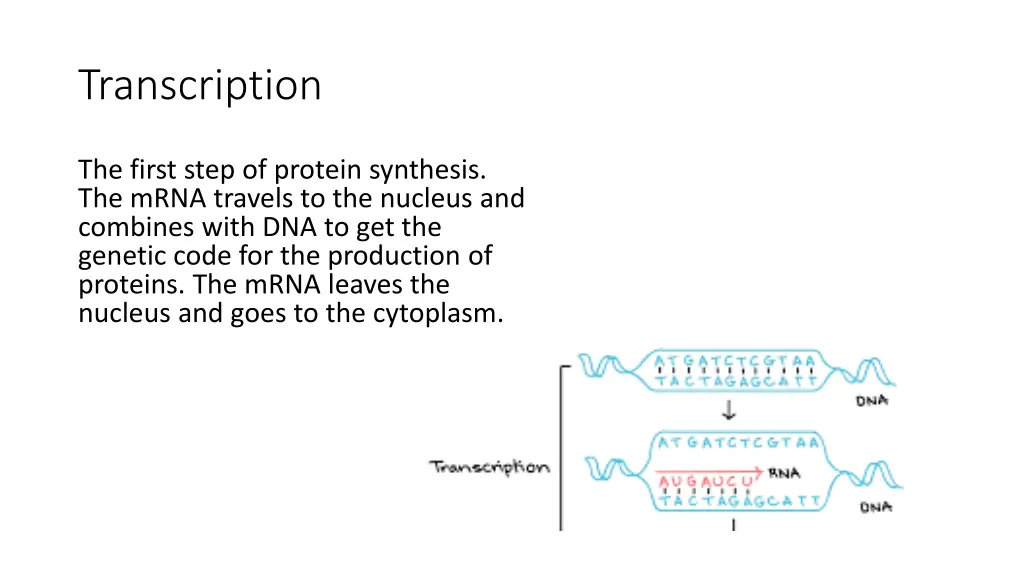 transcription