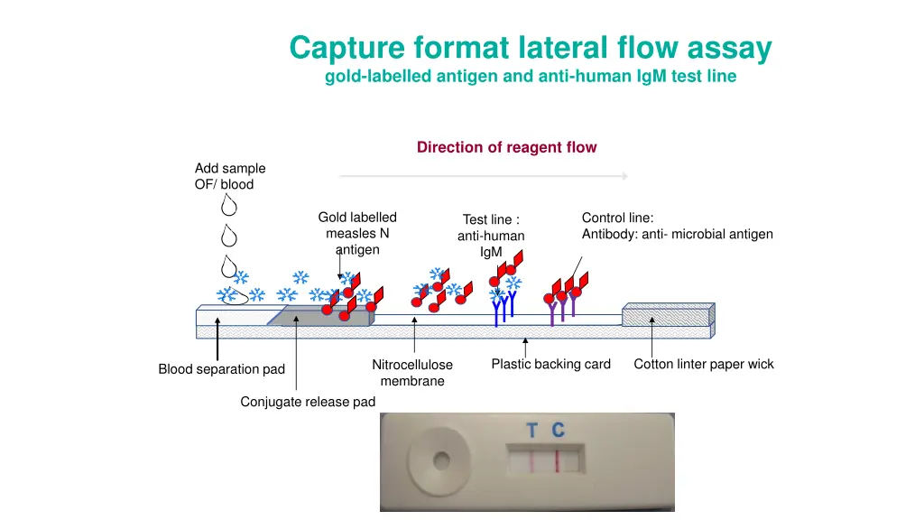 capture format lateral flow assay gold labelled