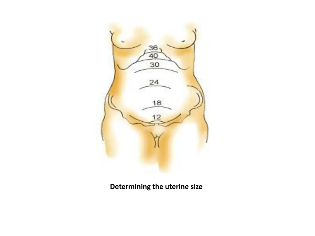 determining the uterine size