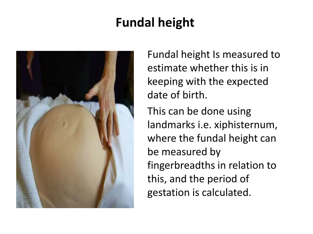 fundal height