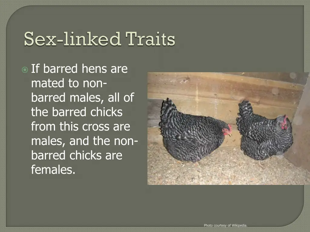 if barred hens are mated to non barred males