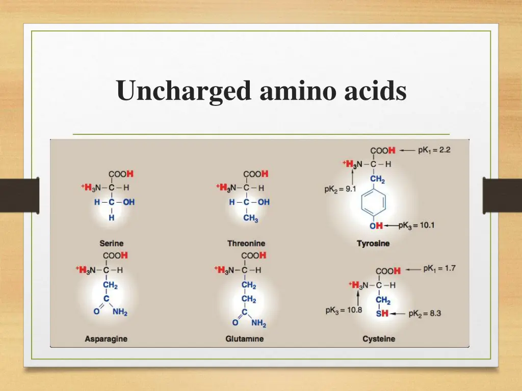 uncharged amino acids