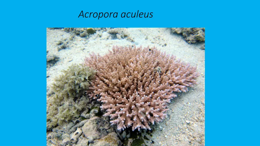 acropora aculeus 1