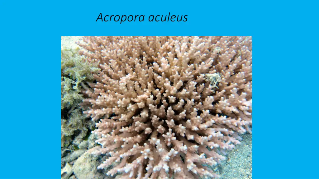 acropora aculeus 2