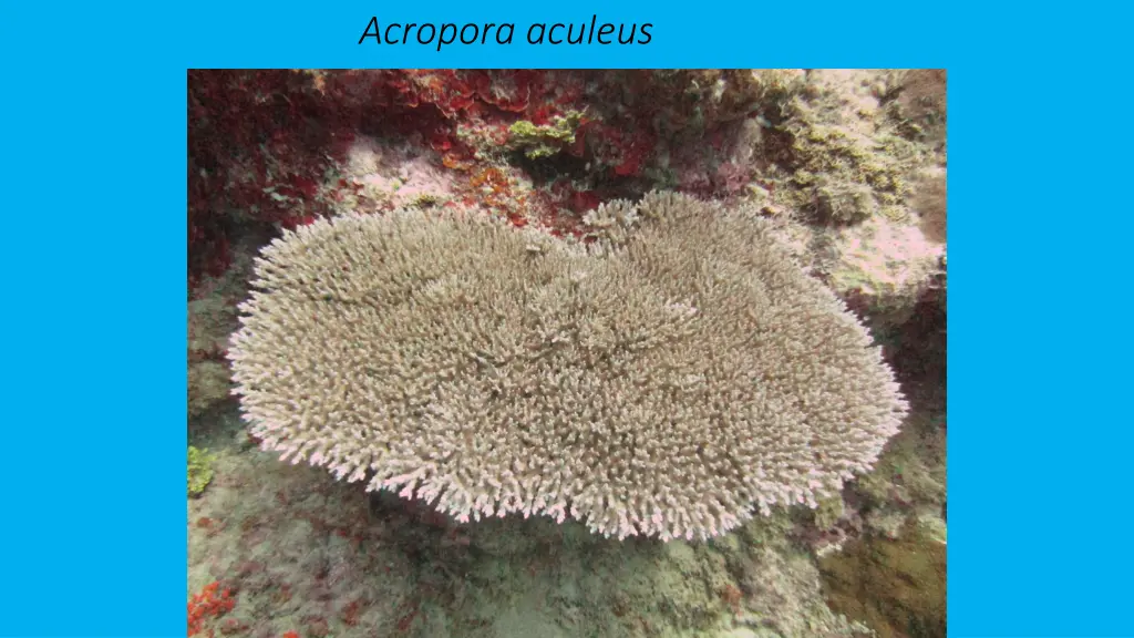 acropora aculeus