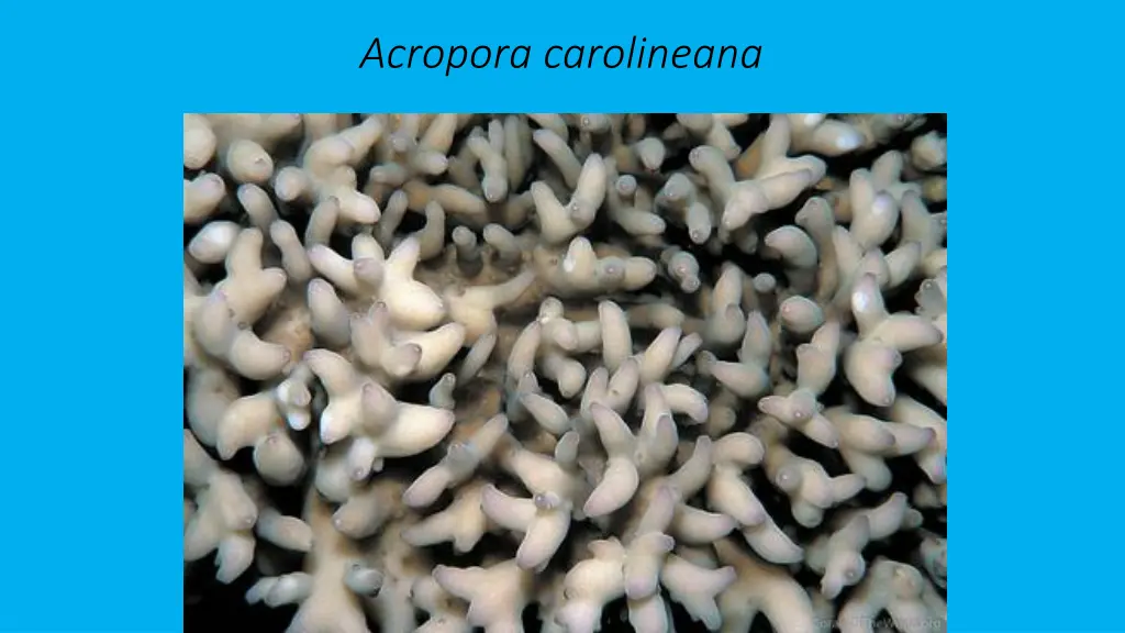 acropora carolineana 1