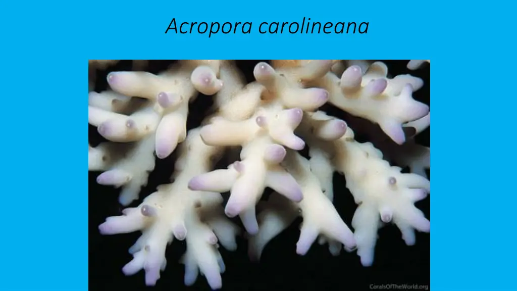 acropora carolineana 2