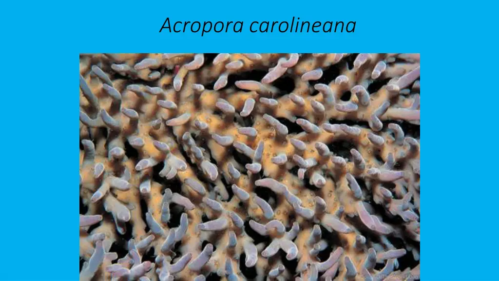 acropora carolineana 3