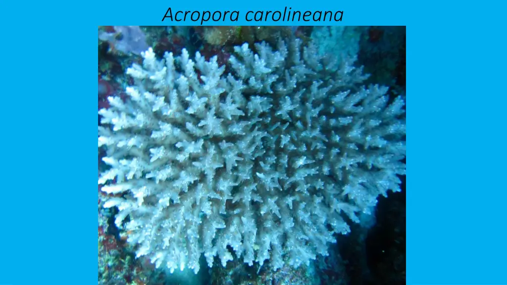 acropora carolineana 4