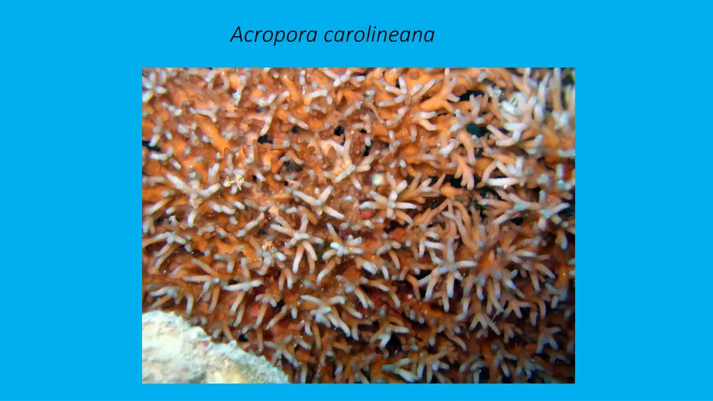 acropora carolineana