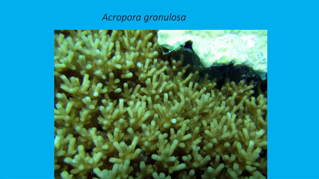 acropora granulosa 1