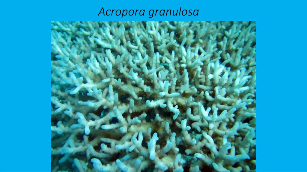 acropora granulosa