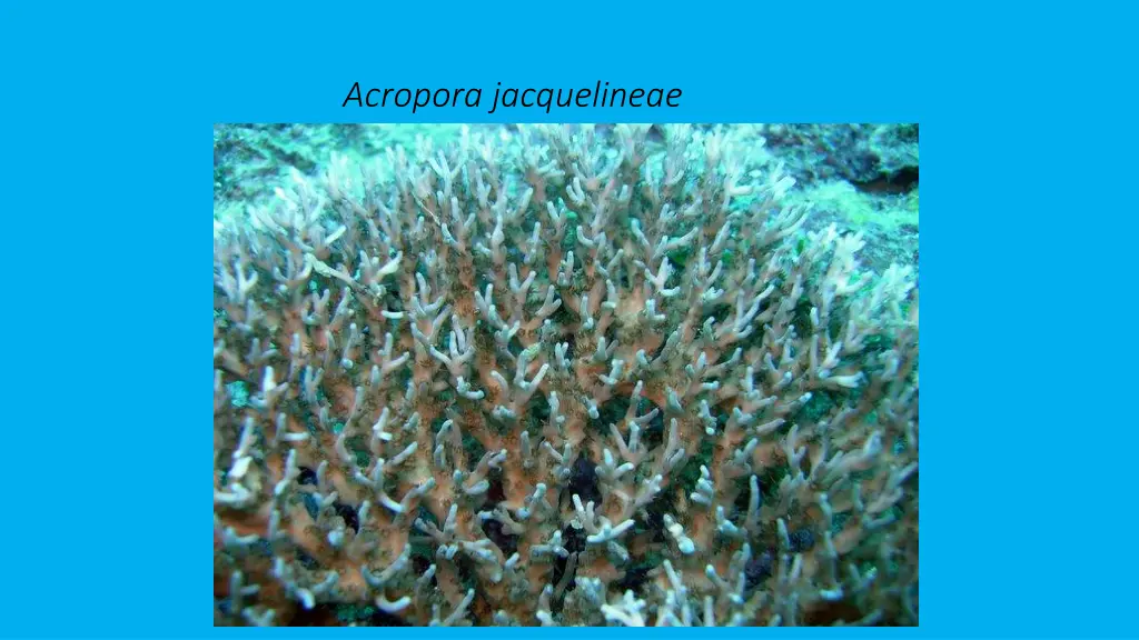 acropora jacquelineae 1