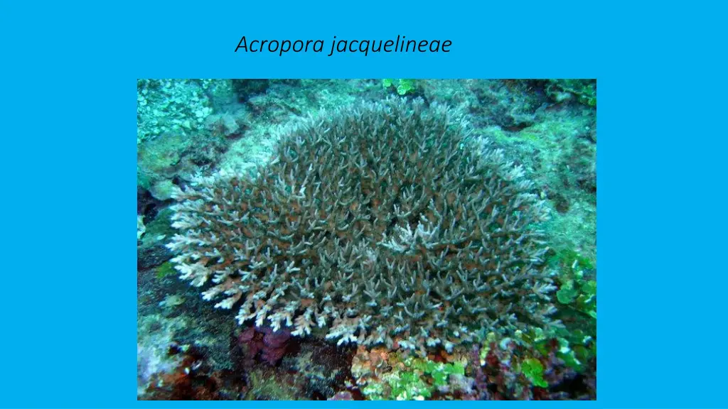 acropora jacquelineae