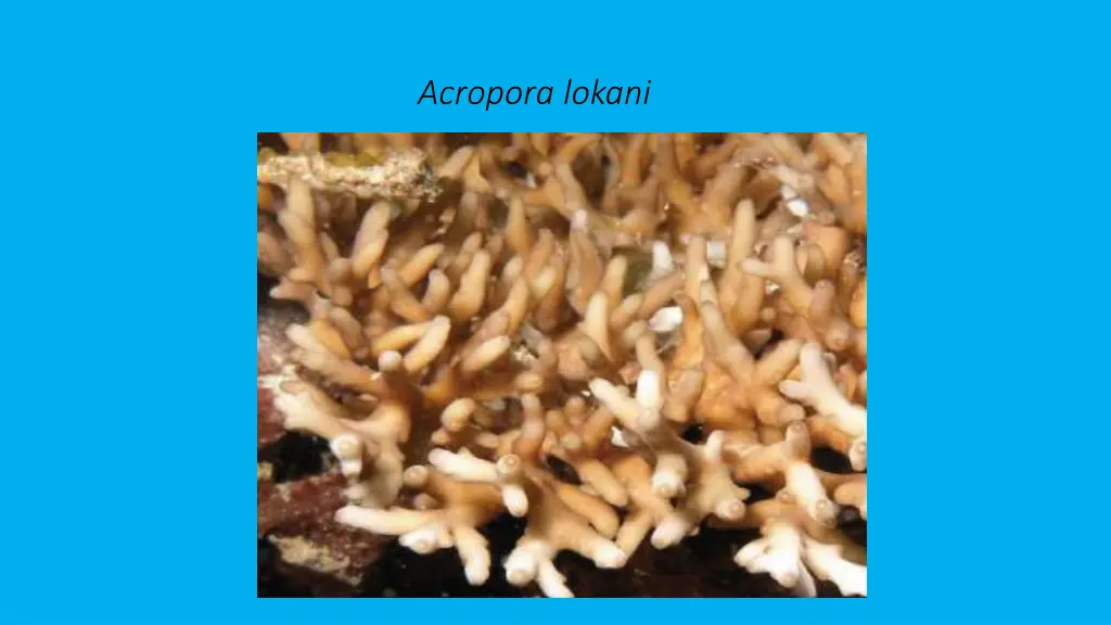 acropora lokani 1