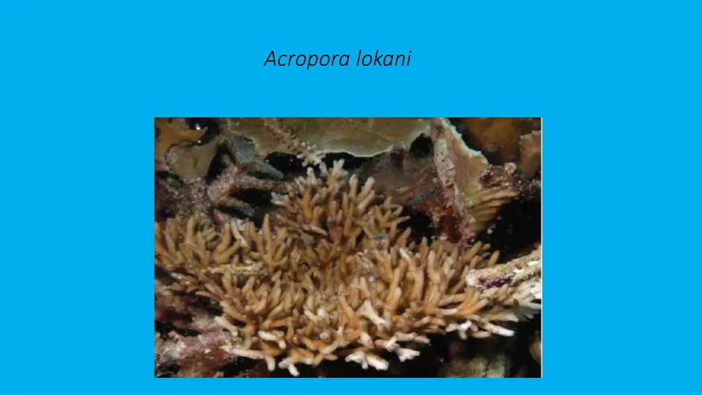 acropora lokani