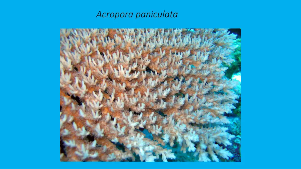 acropora paniculata 1