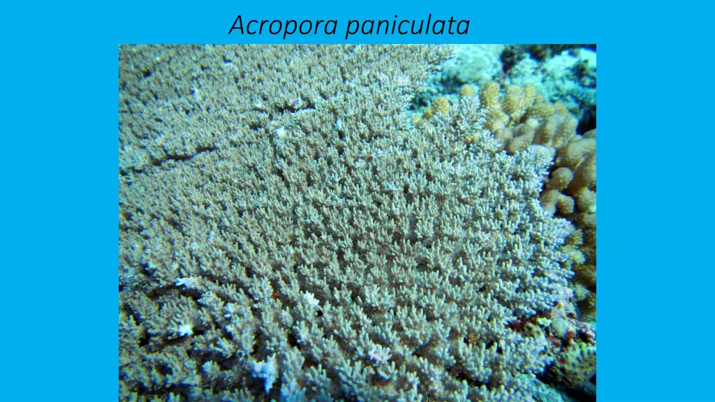 acropora paniculata