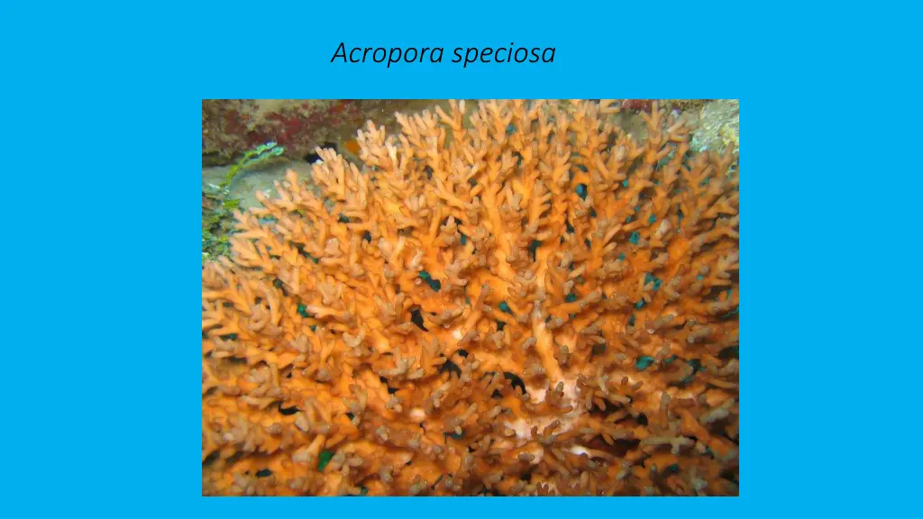 acropora speciosa 1